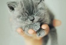 Bild von Katzenlexikon bilder fürs handy