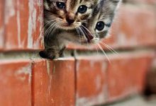 Bild von Katzenmama bilder fürs handy