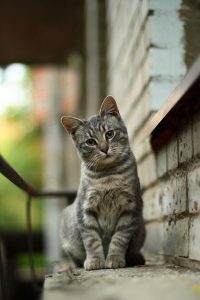 Katzenrassen Übersicht Mit Bildern 200x300 - Katzenbilder Kostenlos