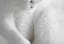Bild von Katzenrassen bilder fürs handy