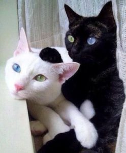Katzenrassen Bildergalerie 248x300 - Bild Katze Schwarz Weiß