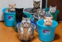 Bild von Katzenrassen Bildergalerie Bilder Kostenlos bilder fürs handy