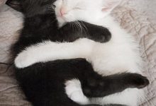 Bild von Katzenrassen Fotos Bilder Kostenlos bilder fürs handy