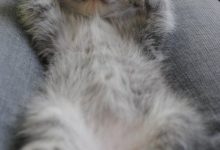 Bild von Katzenrassen Mit Bilder fürs handy
