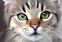 Bild von Katzenrassen Mit Foto bilder fürs handy