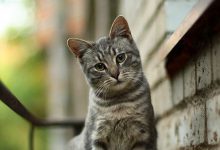 Bild von Katzenrassen Übersicht Mit Bildern bilder fürs handy