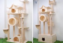 Bild von Katzenshow bilder fürs handy