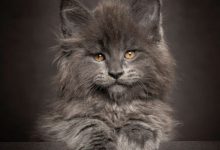Bild von Katzenspielzeug bilder fürs handy
