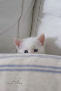 Katzenvideos 200x300 - Cute Kitty Pictures With Captions Bilder