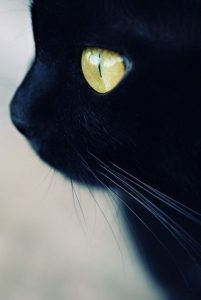 Katzenzeichnungen Einfach 201x300 - Tabby Cat Photos Bilder