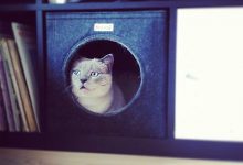 Bild von Katzenzuchtverein bilder fürs handy