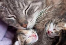 Bild von Kitten Bilder fürs handy