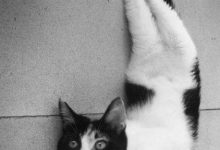 Bild von Kitten Bilder Bilder Kostenlos bilder fürs handy