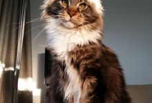 Bild von Kitten Images Bilder fürs handy