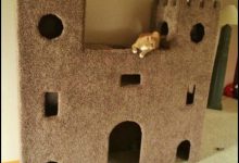 Bild von Kitten Pics Bilder fürs handy