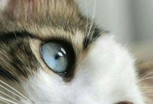 Bild von Kitten Pictures Bilder fürs handy