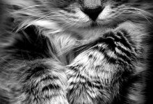 Bild von Kitty Cat Images Bilder fürs handy