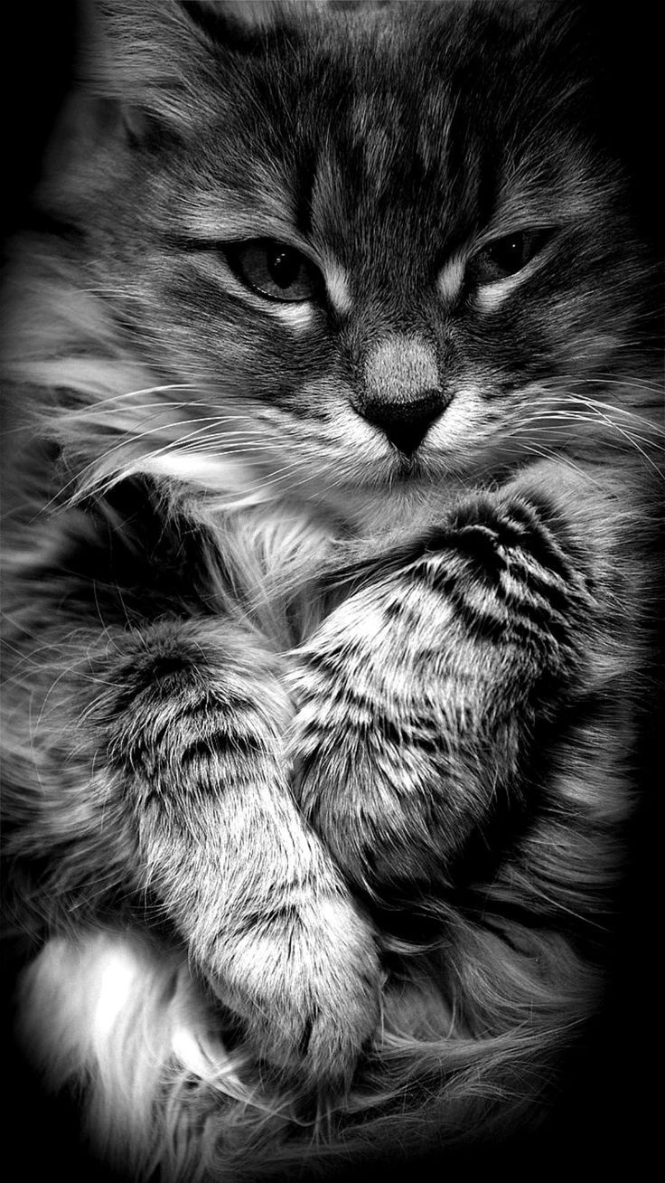 Kitty Cat Images Bilder - Kitty Cat Images Bilder