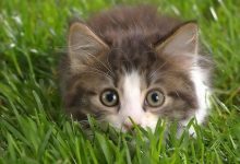 Bild von Kitty Pics Bilder fürs handy
