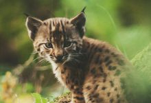 Bild von Kitty Pictures Images Bilder fürs handy