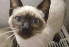Bild von Kleinanzeigen Katzen Kaufen bilder fürs handy
