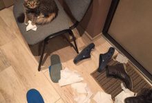 Bild von Kleine Baby Katzen Bilder fürs handy