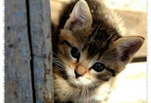 Bild von Kleine Katzen Bilder fürs handy