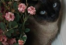 Bild von Kleine Katzenrassen bilder fürs handy