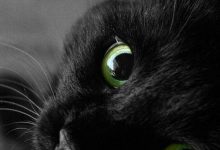 Bild von Komische Katzen bilder fürs handy