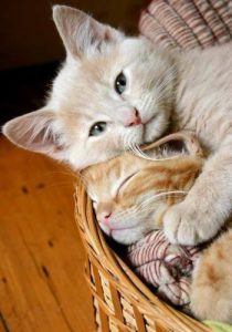 Kostenlos Katzen Bilder Herunterladen 210x300 - Süße Katzenbilder Mit Sprüchen
