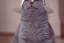 Bild von Kostenlos Katzen Bilder Herunterladen Bilder Kostenlos bilder fürs handy