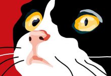 Bild von Kostenlose Katzen Spiele bilder fürs handy