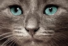 Bild von Kostenlose Katzenbabys bilder fürs handy