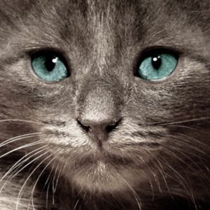 Kostenlose Katzenbabys 300x300 - Katzenbilder Zum Ausdrucken Und Ausmalen