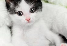 Bild von Kunst Katzenbilder fürs handy