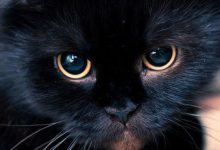 Bild von Kurzhaar Katzenrassen bilder fürs handy