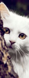 Lachende Katze Bilder 113x300 - Cute Kitty Pictures With Captions Bilder