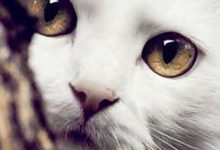 Bild von Lachende Katze Bilder fürs handy