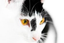 Bild von Lachende Katzen Bilder fürs handy