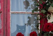 Bild von Latest Cat Images Bilder fürs handy