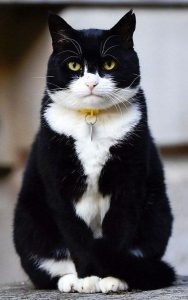 Liebe Katzenbilder 188x300 - Schwarze Katzen Kaufen Bilder Kostenlos
