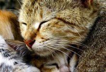Bild von Little Cat Pic Bilder fürs handy