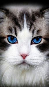 Lovely Cat Images Bilder 169x300 - Small Cute Cat Images Bilder