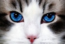 Bild von Lovely Cat Images Bilder fürs handy