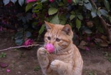 Bild von Lustige Baby Katzen bilder fürs handy