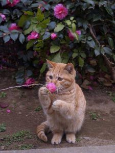 Lustige Baby Katzen 225x300 - Funny Cat Images Hd Bilder