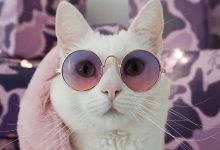 Bild von Lustige Bilder Katzenbabys bilder fürs handy