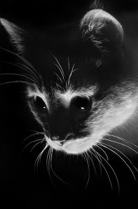 Lustige Bilder Mit Katzen 199x300 - Zeig Mir Bilder Von Süßen Haustieren Bilder Kostenlos