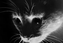 Bild von Lustige Bilder Mit Katzen bilder fürs handy