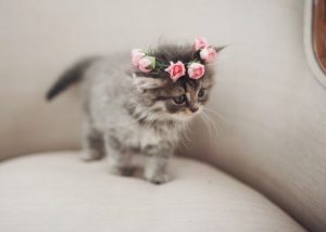 Lustige Kätzchen 300x214 - Tabby Cat Photos Bilder